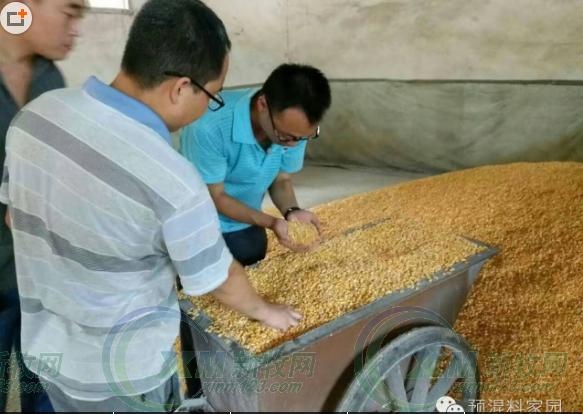 周恩库：小规模猪场育肥猪的红眼俗称“上火”问题处理和分析