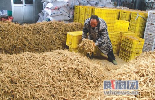 西洋参种植一亩利润,一亩西洋参能收多少鲜参