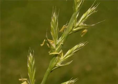 野火烧不尽死灰复燃,野火烧不尽野草