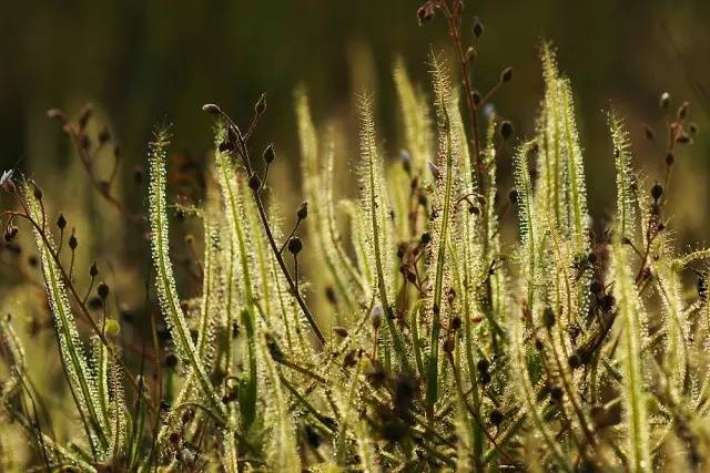 叉叶茅膏菜天敌,芍叶茅膏菜如何分株