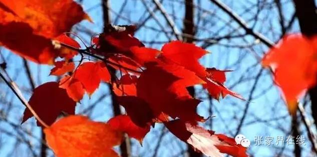 影像张家界季节篇：深秋的印记