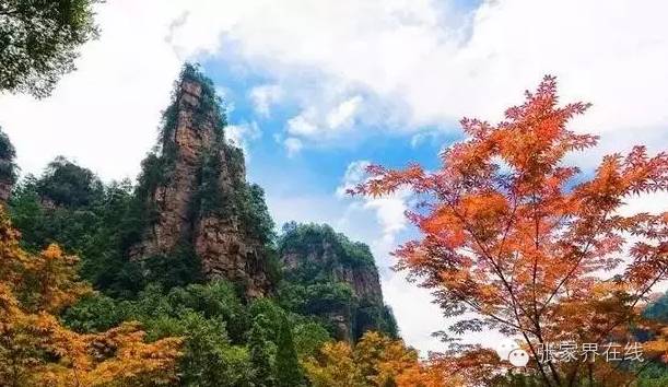 影像张家界季节篇：深秋的印记