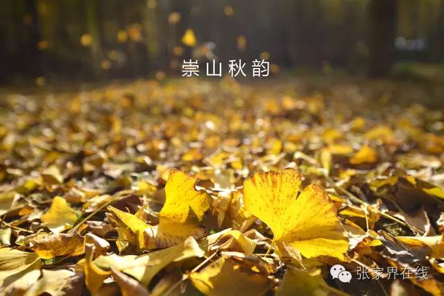 影像张家界季节篇：深秋的印记