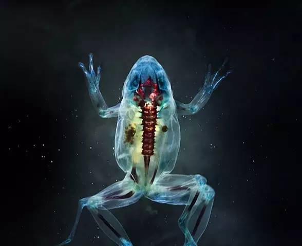 变异生物迷你世界,变异生物有哪些