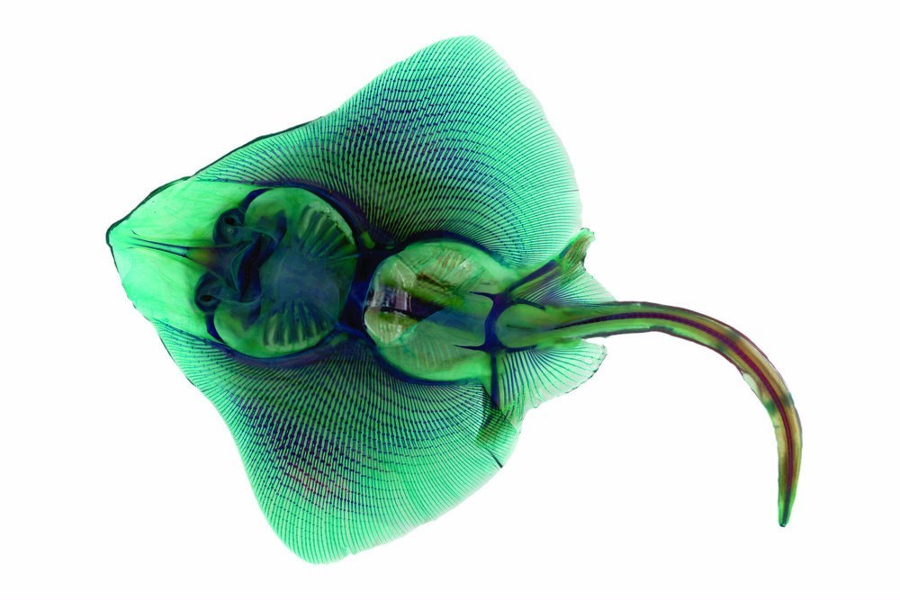 变异生物迷你世界,变异生物有哪些