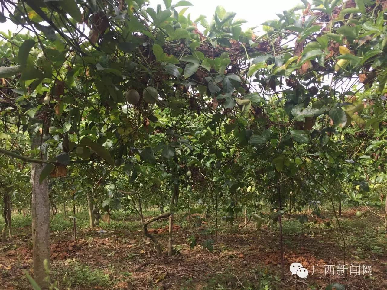 聚焦│厉害了我的灵山，因为这件事竟然吸引那么多人来！