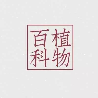 叉叶茅膏菜天敌,芍叶茅膏菜如何分株