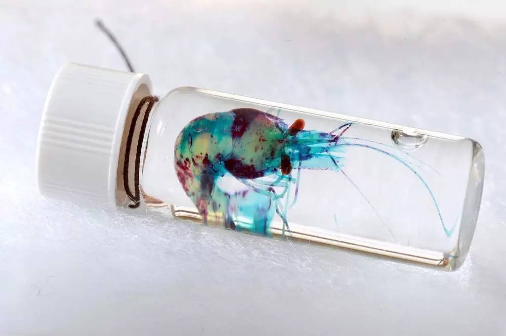 变异生物迷你世界,变异生物有哪些