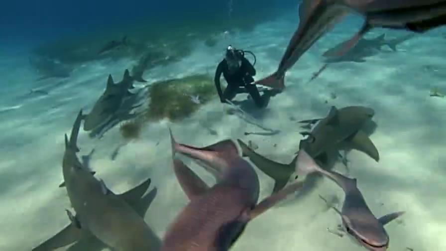 美女为了能在海中畅游，进行了恐怖的鲨鱼治疗法