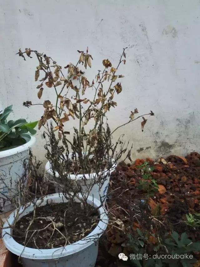 多肉在不经意间治愈你,多肉独立而坚强