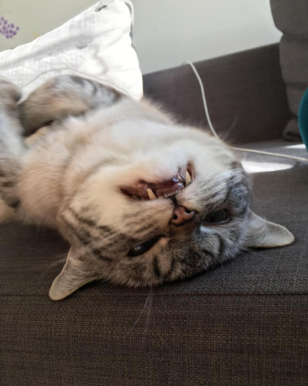 这只猫长得眉清目秀,这只猫眼神犀利无比