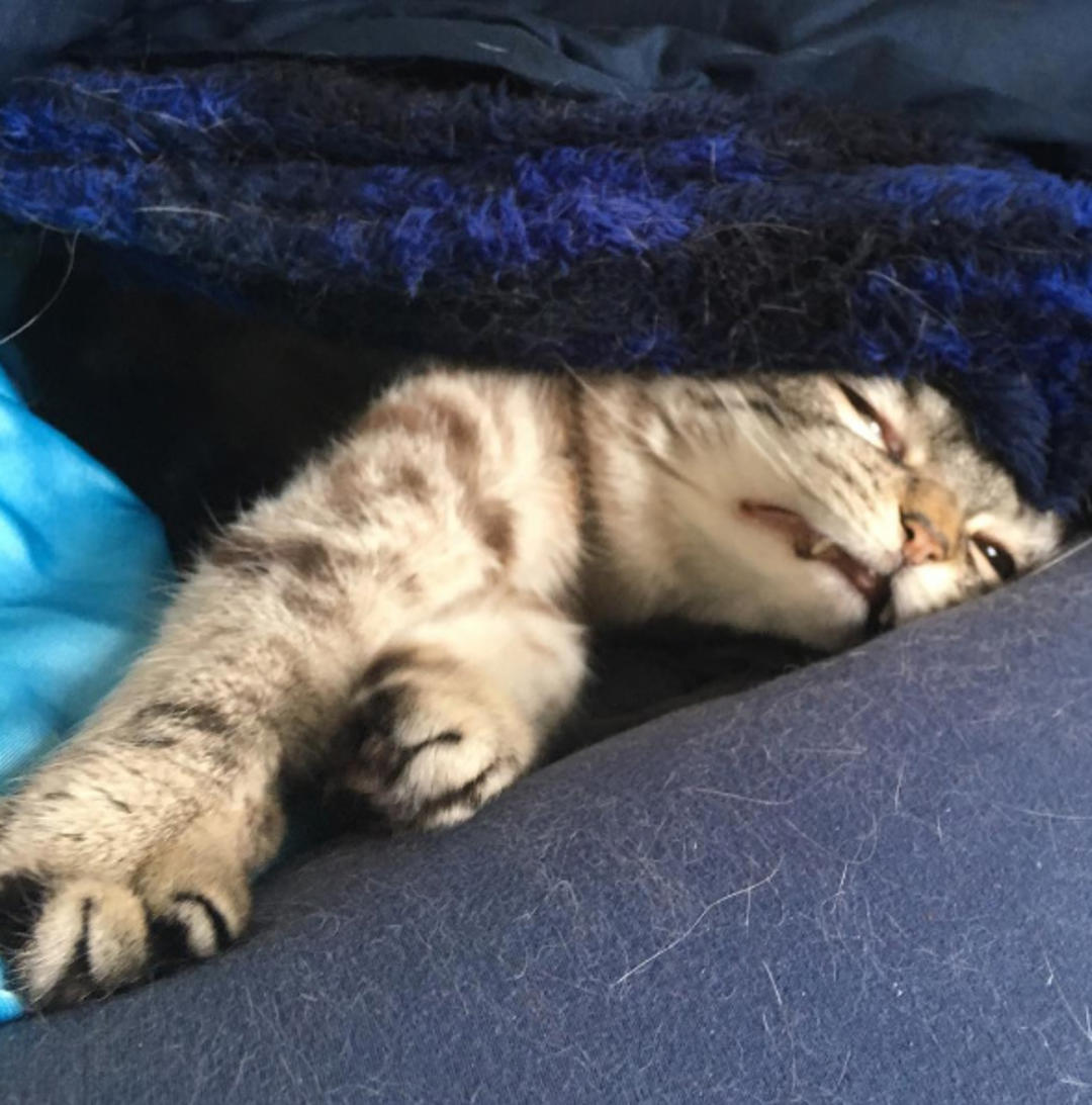 这只猫长得眉清目秀,这只猫眼神犀利无比