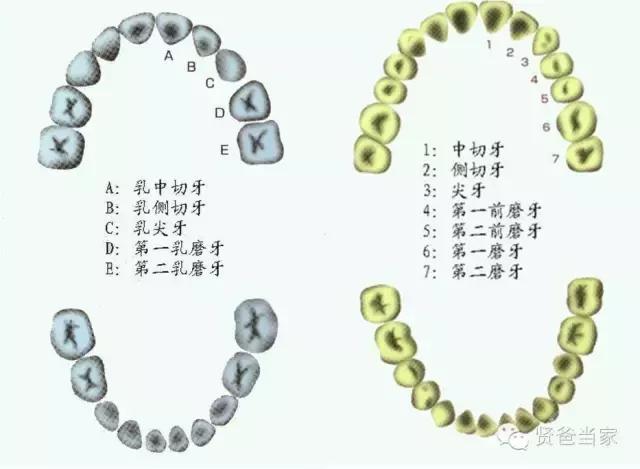 乳牙有黑点对后面换牙有危害吗,乳牙牙齿受伤变黑可以自愈吗