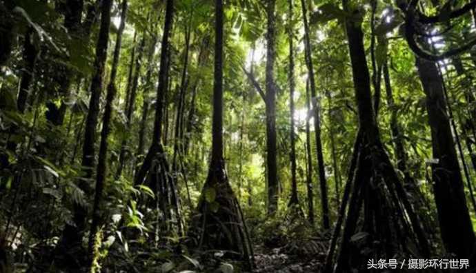 会行走的棕榈树走路视频,棕榈树一般能长到几米