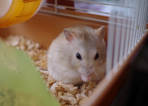 仓鼠爱尿尿怎么办,仓鼠爱在窝里排泄怎么办