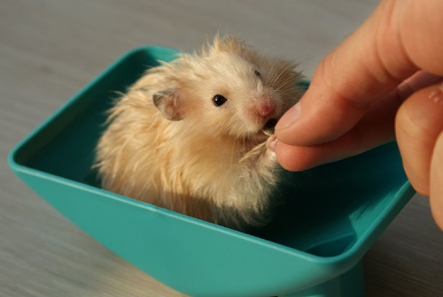 仓鼠爱尿尿怎么办,仓鼠爱在窝里排泄怎么办