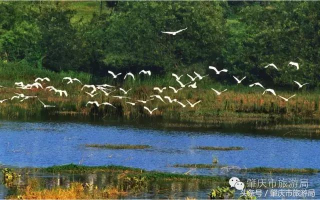 肇庆最新重磅消息,广东肇庆新消息