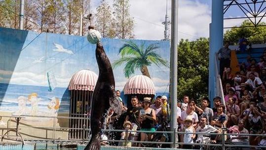 上海野生动物园攻略自驾车,上海野生动物园攻略午餐