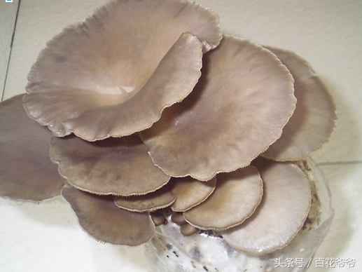 粉碎的玉米芯种植蘑菇方法和步骤,阳台种蘑菇的正确方法