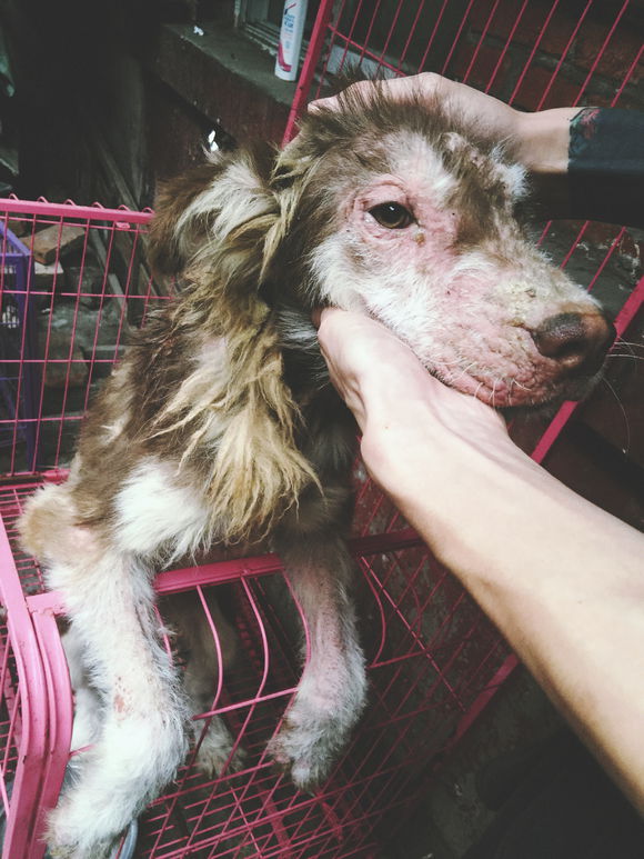 收养了一只皮肤病很严重的阿拉