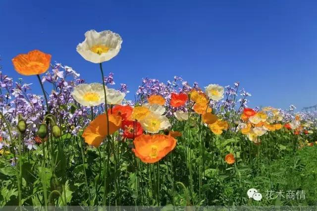 你是苗木“老司机”？这些名字好听又漂亮的花木你认识几种？