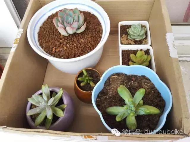 多肉在不经意间治愈你,多肉独立而坚强