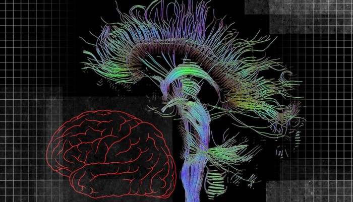 神经干细胞移植修复神经原理,神经干细胞修复大脑皮层