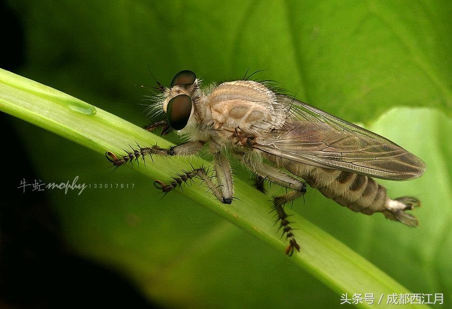 在栽秧的季节里，要是遇上它们可就倒了血霉了！