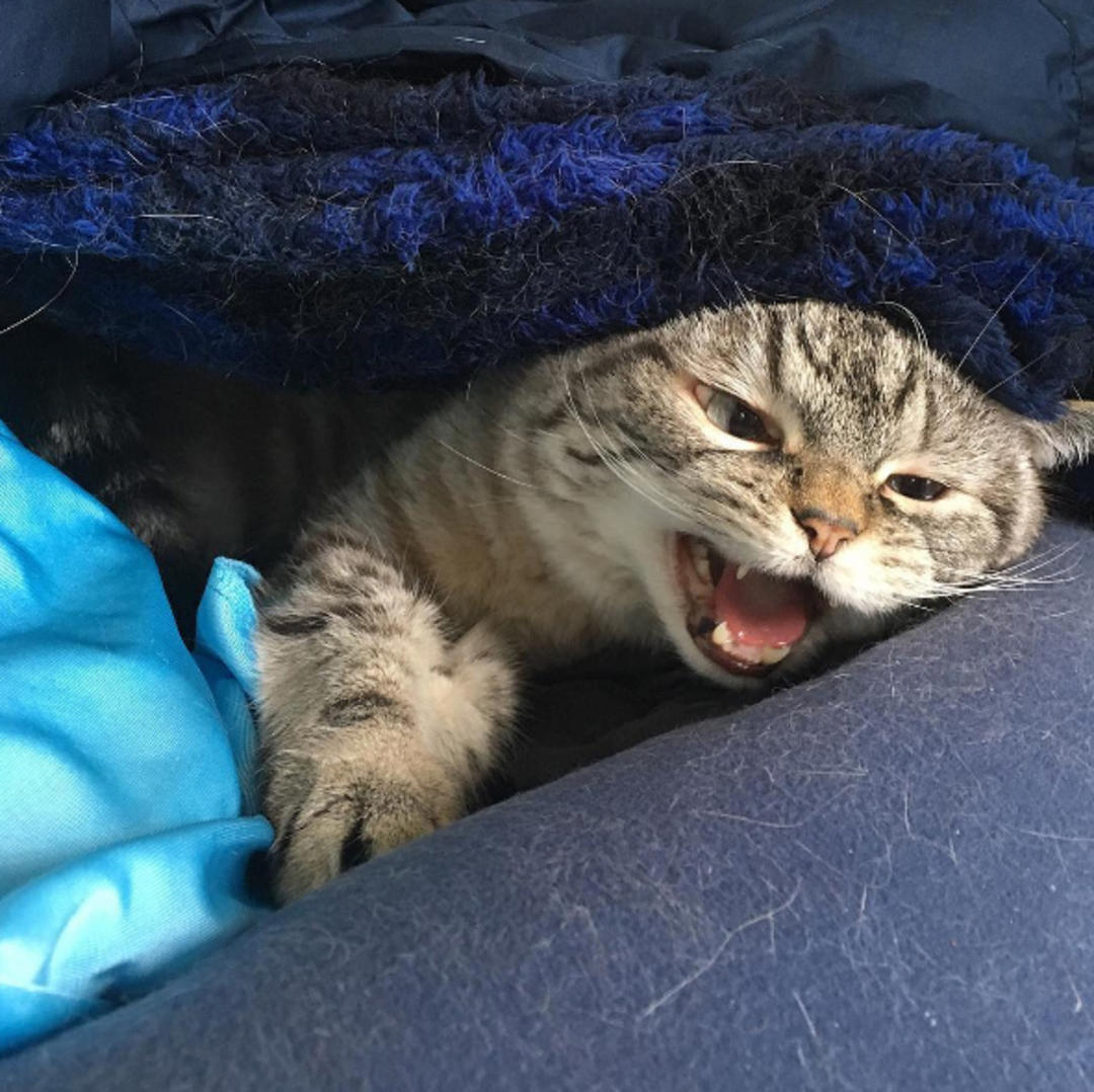 这只猫长得眉清目秀,这只猫眼神犀利无比