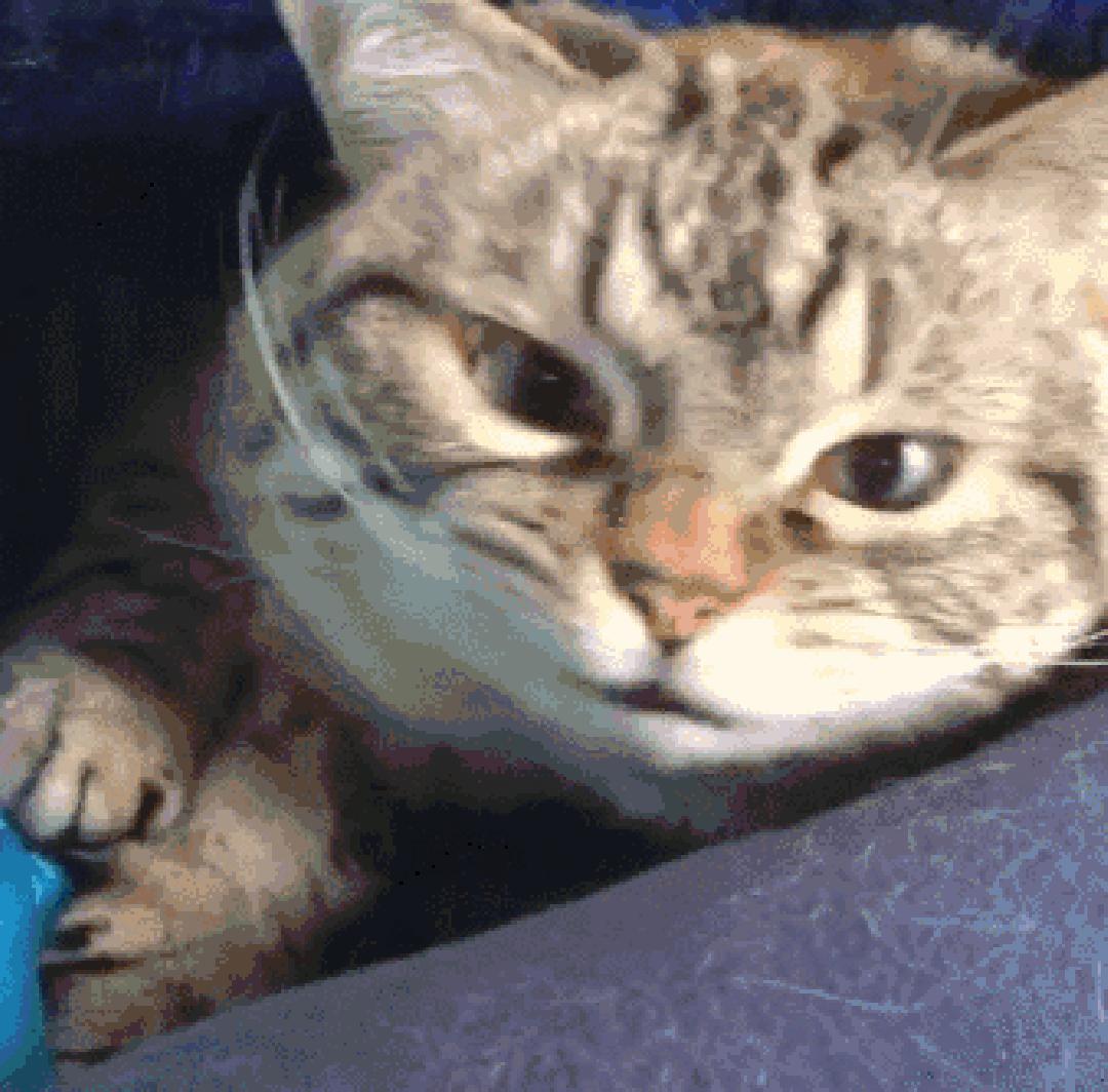 这只猫长得眉清目秀,这只猫眼神犀利无比