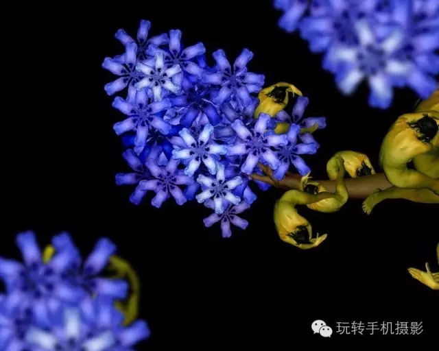 花卉我们看多了，但由上千名裸模组成的就第一次见！