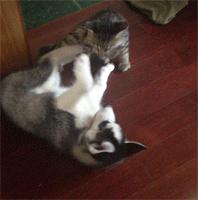 哈士奇惹猫咪秒怂,哈士奇抓猫咪