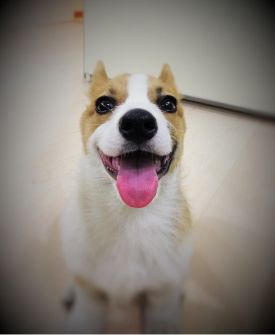 小柯基小时候的样子和长大的样子,还没长大的小柯基