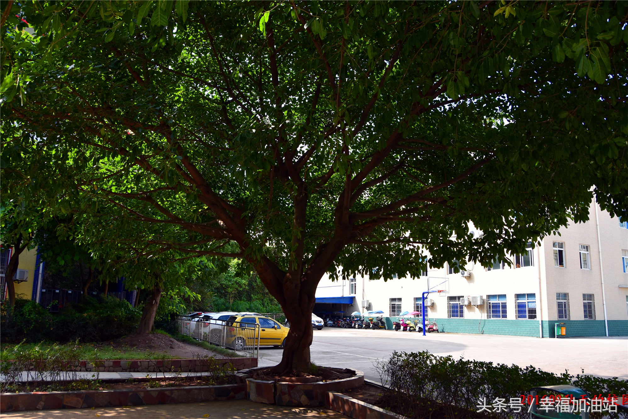 爱学校的作文,教你写作文小学生版