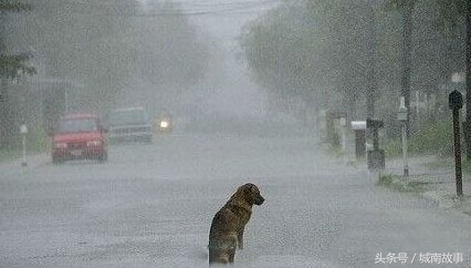 金毛贝贝卖狗,金毛犬贝贝现状