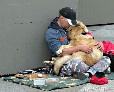 金毛贝贝卖狗,金毛犬贝贝现状