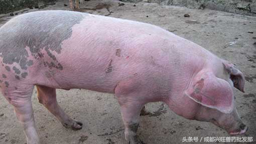 浜у悗姣嶇尓渚跨濡備綍瑙ｅ喅,浜у悗姣嶇尓渚跨濡備綍娌荤枟