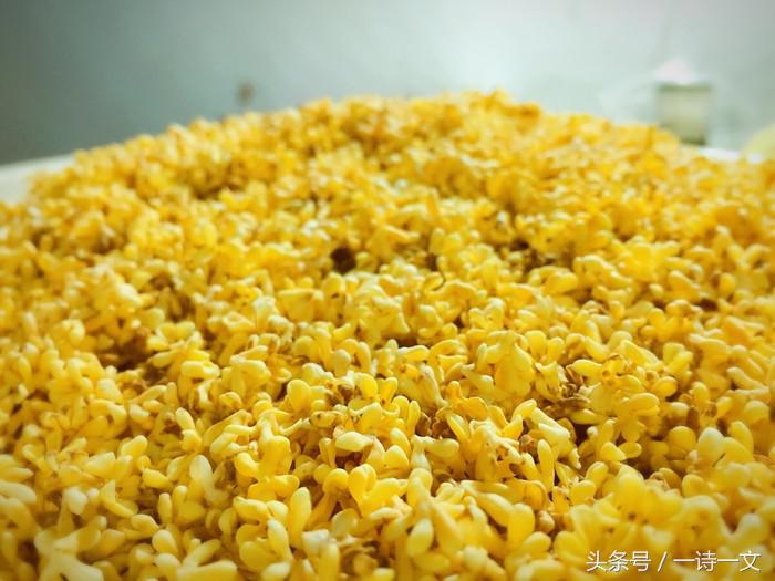 《唯有丹桂飘香八月馥郁芬芳》我，想你了荼蘼花事春已了