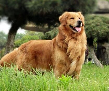 新手养金毛入门基础教程,一个月金毛训练教程幼犬