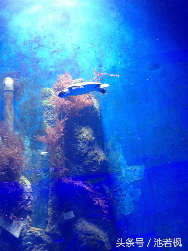 青岛，女汉子和小清新提前过端午