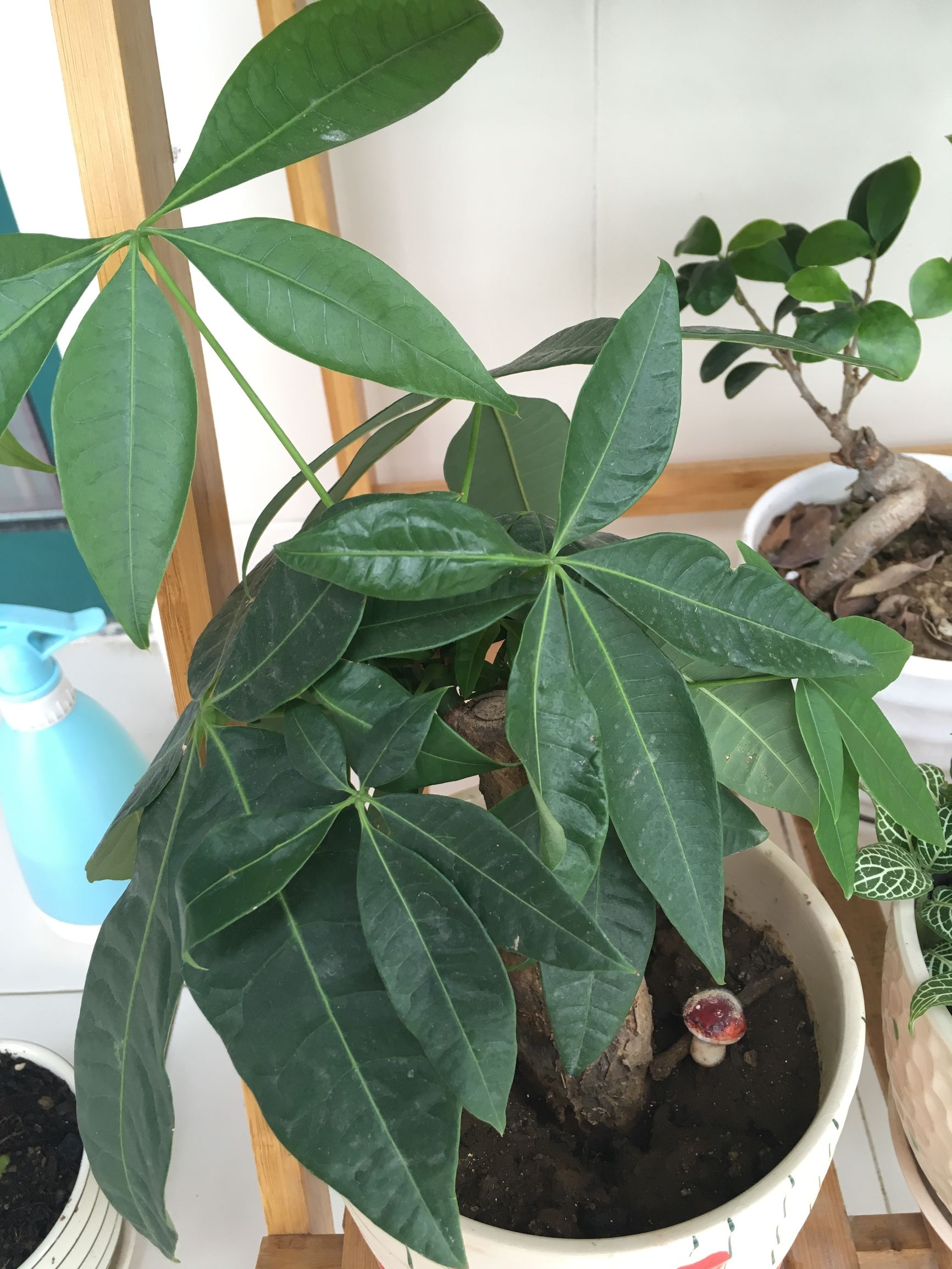 90后在阳台种菜,南京阳台种菜的真实感受