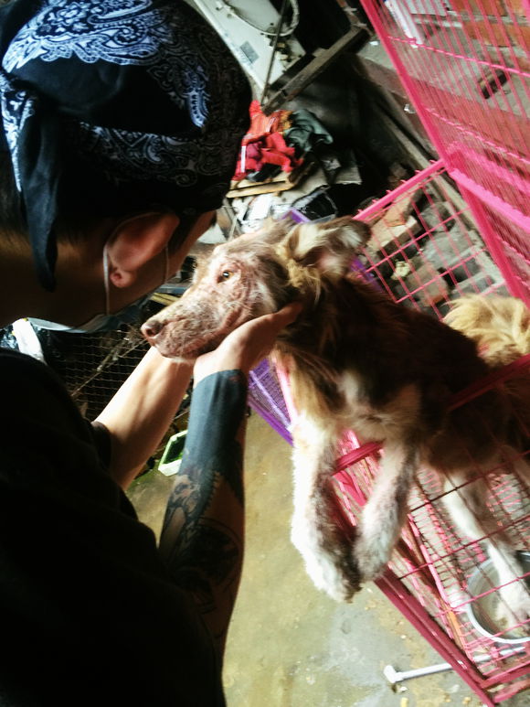 收养了一只皮肤病很严重的阿拉