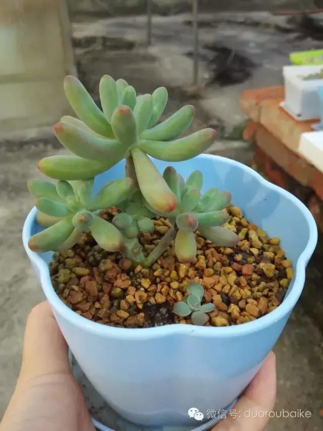 多肉在不经意间治愈你,多肉独立而坚强