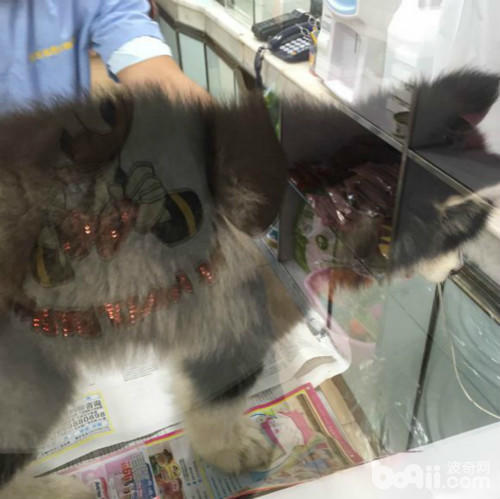 在路上捡到一只可怜的猫,在路上捡到了一只小小的哈士奇