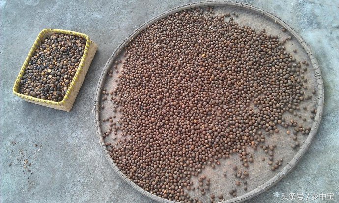 古老压榨山茶油,纯天然古法手工压榨山茶油