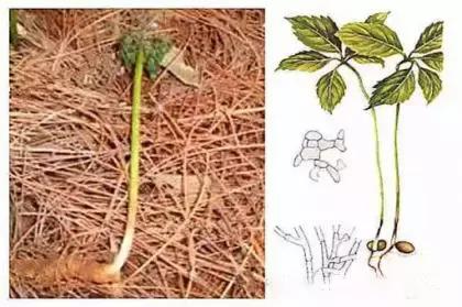 道地药材“三七”的植株病害识别与防治技巧宝典