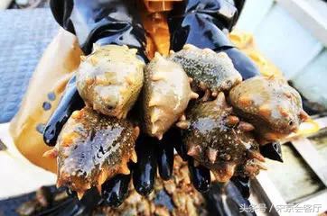 大连海参与俄罗斯海参外表区别 (大连海参和长岛海参有什么区别)