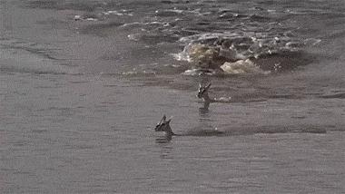 梅西携阿根廷队谢场,梅西携三叉戟破门