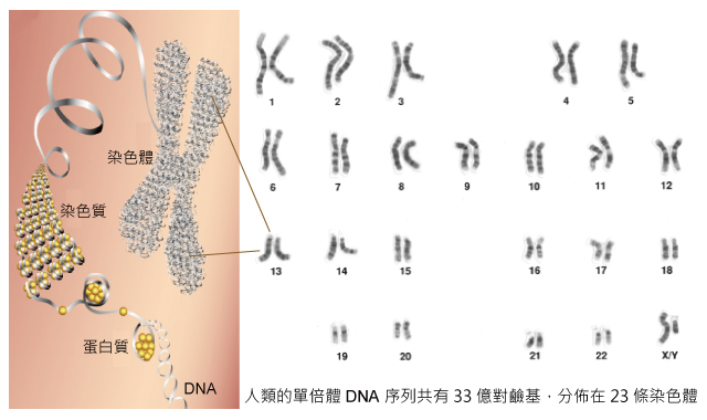 胎儿异常胚胎染色体有必要查吗,胎儿染色体会突然变异吗