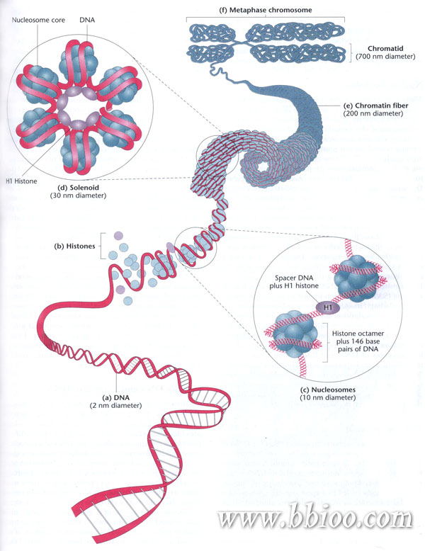 胎儿异常胚胎染色体有必要查吗,胎儿染色体会突然变异吗